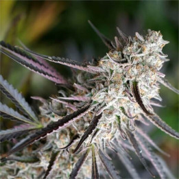 Semillas de marihuana feminizadas Peanut Butter Breath Fast Flowering de Humboldt Seeds Organization