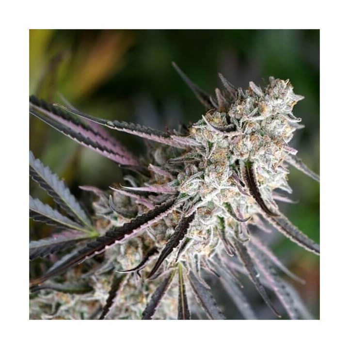 Semillas de marihuana feminizadas Peanut Butter Breath Fast Flowering de Humboldt Seeds Organization