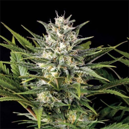 Semillas de marihuana feminizadas Pineapple Skunk de Humboldt Seeds Organization