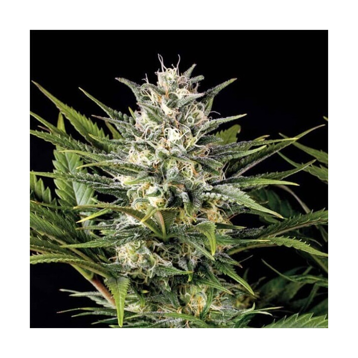 Semillas de marihuana feminizadas Pineapple Skunk de Humboldt Seeds Organization