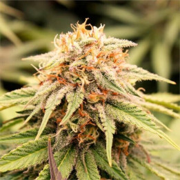 Semillas de marihuana feminizadas Prizmatic de Humboldt Seeds Organization