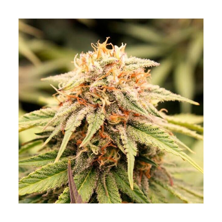 Semillas de marihuana feminizadas Prizmatic de Humboldt Seeds Organization