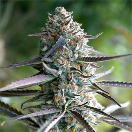 Semillas de marihuana feminizadas Runtz fast Flowering de Humboldt Seeds Organization