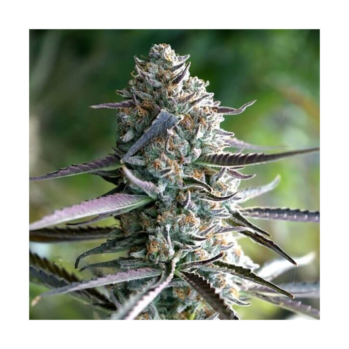 Semillas de marihuana feminizadas Runtz fast Flowering de Humboldt Seeds Organization