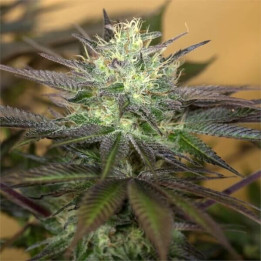 Semillas de marihuana feminizadas Sapphire Og Skunk de Humboldt Seeds Organization