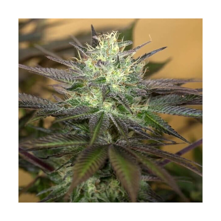 Semillas de marihuana feminizadas Sapphire Og Skunk de Humboldt Seeds Organization