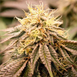 Semillas de marihuana feminizadas SunDogZ de Humboldt Seeds Organization