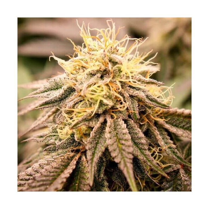 Semillas de marihuana feminizadas SunDogZ de Humboldt Seeds Organization
