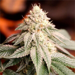 Semillas de marihuana feminizadas Sunset Bride de Humboldt Seeds Organization