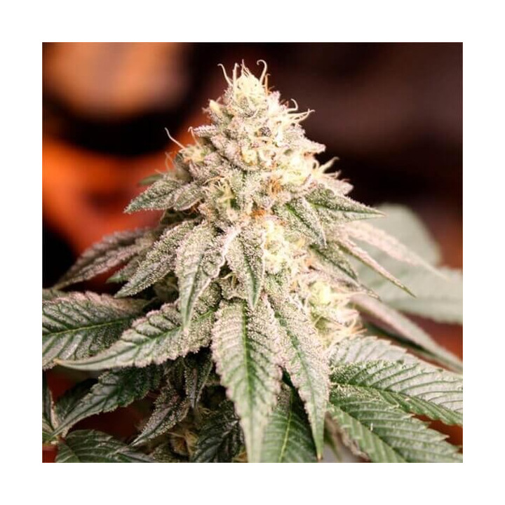 Semillas de marihuana feminizadas Sunset Bride de Humboldt Seeds Organization