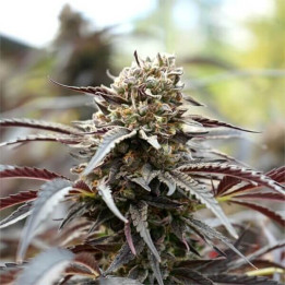 Semillas de marihuana feminizadas White Runtz Fast Flowering de Humboldt Seeds Organization
