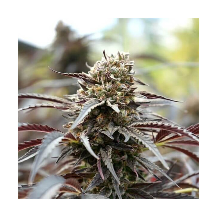 Semillas de marihuana feminizadas White Runtz Fast Flowering de Humboldt Seeds Organization