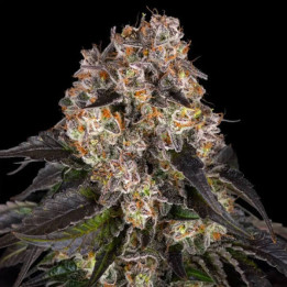 Barneys Farm Semillas de marihuana feminizadas Girl Scout Cookies