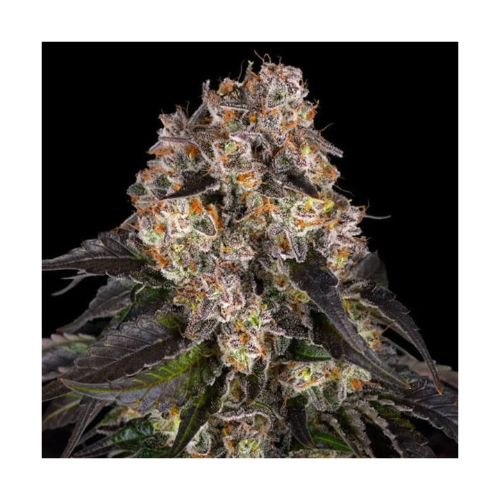 Barneys Farm Semillas de marihuana feminizadas Girl Scout Cookies