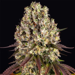 Barneys Farm Semillas de marihuana feminizadas Sour Diesel