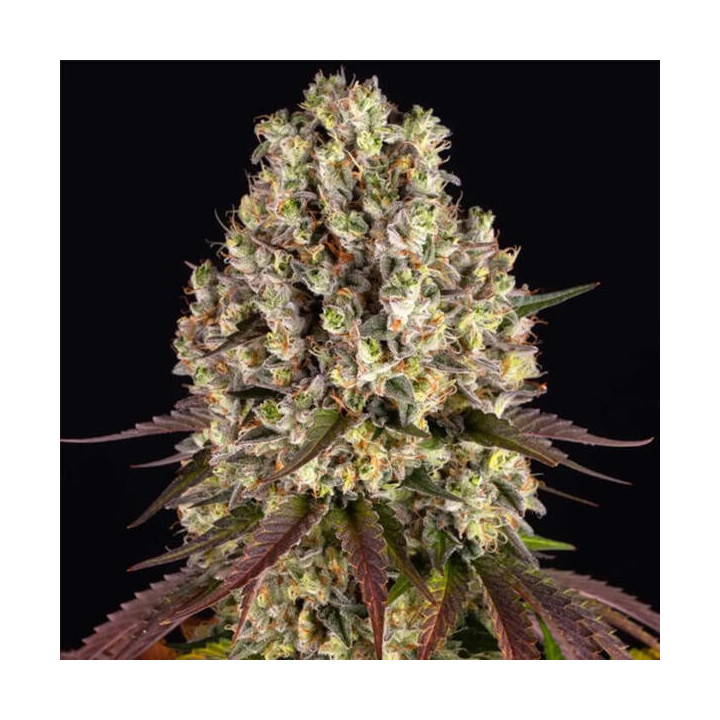Barneys Farm Semillas de marihuana feminizadas Sour Diesel