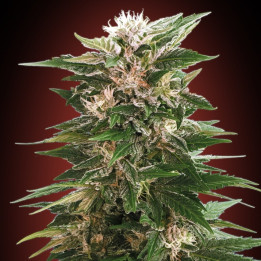 Kaya 47 (Advanced Seeds)