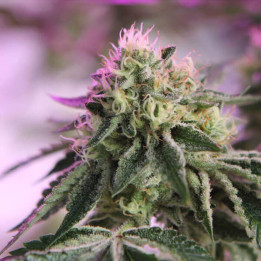 Barneys Farm Semillas de marihuana feminizadas Rs11 x Banana Og