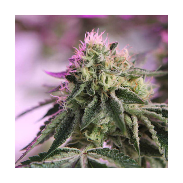 Barneys Farm Semillas de marihuana feminizadas Rs11 x Banana Og