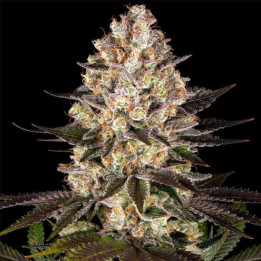 Barneys Farm Semillas de marihuana feminizadas Hindu Kush