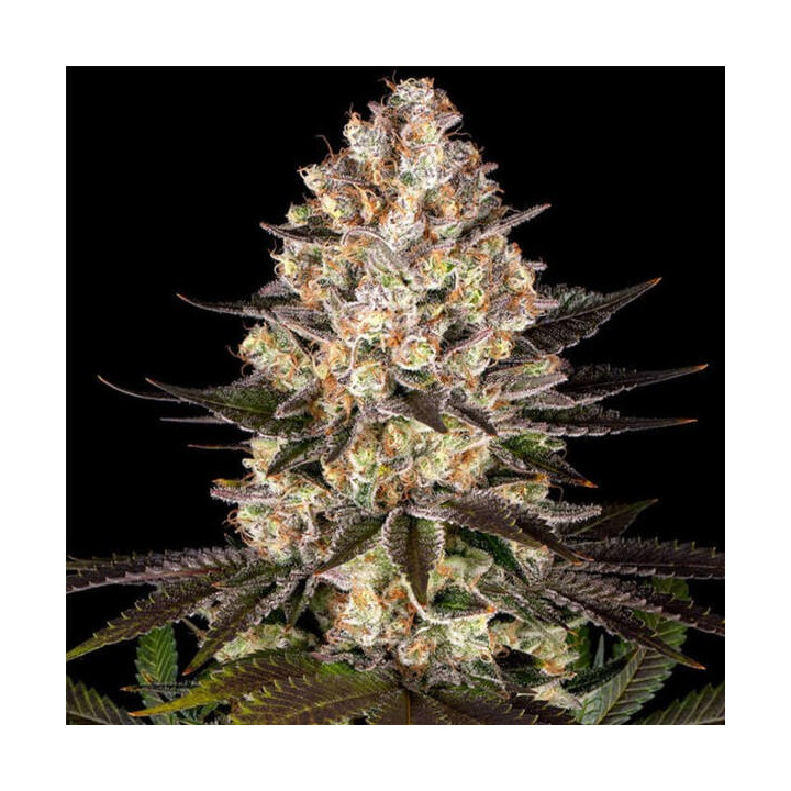 Barneys Farm Semillas de marihuana feminizadas Hindu Kush