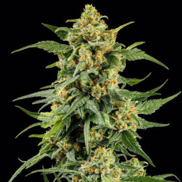 Barneys Farm Semillas de marihuana feminizadas Skunk 1