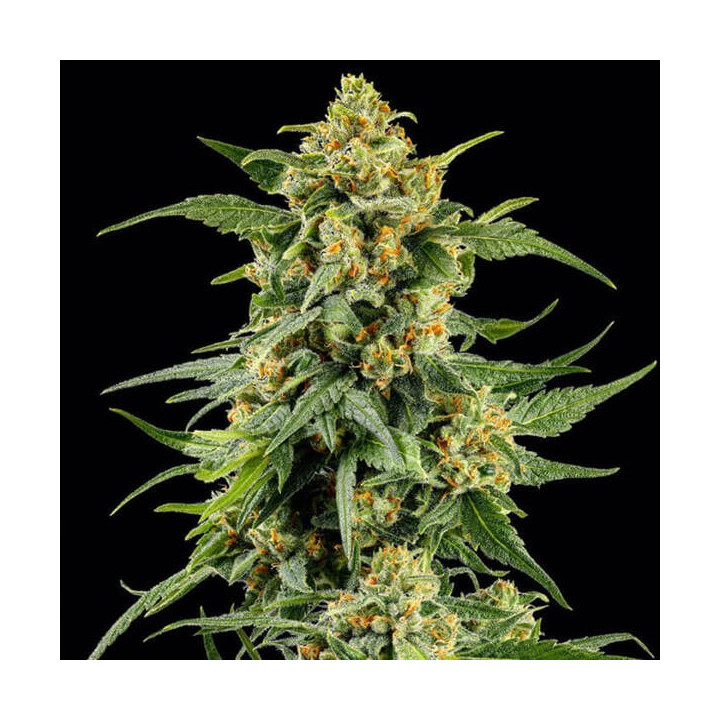Barneys Farm Semillas de marihuana feminizadas Skunk 1