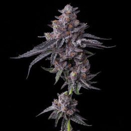 Barneys Farm Semillas de marihuana feminizadas Zillions