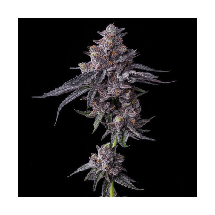 Barneys Farm Semillas de marihuana feminizadas Zillions