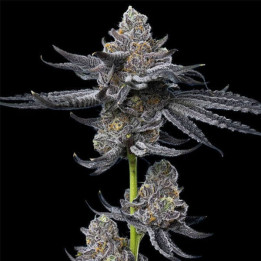 Barneys Farm Semillas de marihuana feminizadas LFG