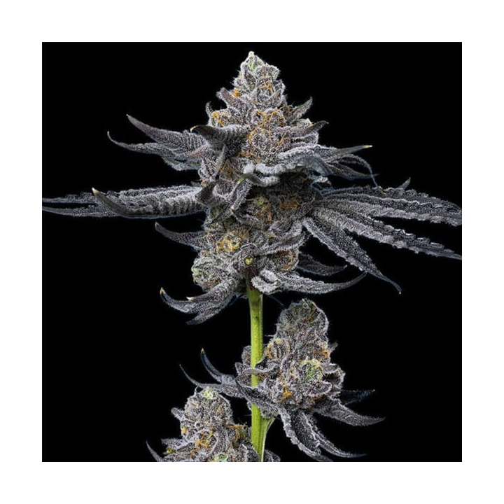 Barneys Farm Semillas de marihuana feminizadas LFG