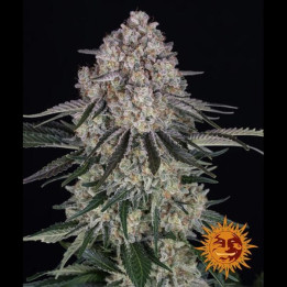 Barneys Farm Semillas de marihuana autoflorecientes Sour Diesel Auto