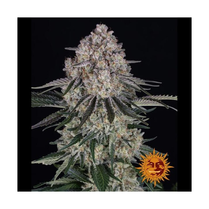 Barneys Farm Semillas de marihuana autoflorecientes Sour Diesel Auto