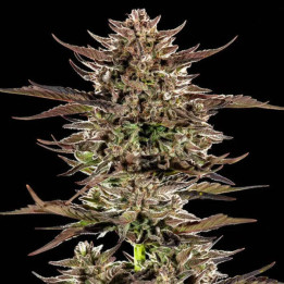 Barneys Farm Semillas de marihuana autoflorecientes Frosted Zinn x 3 Bears OG Auto