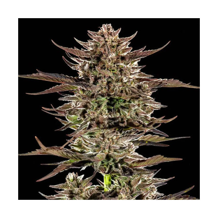 Barneys Farm Semillas de marihuana autoflorecientes Frosted Zinn x 3 Bears OG Auto