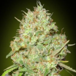 Shark Widow (Advanced Seeds)