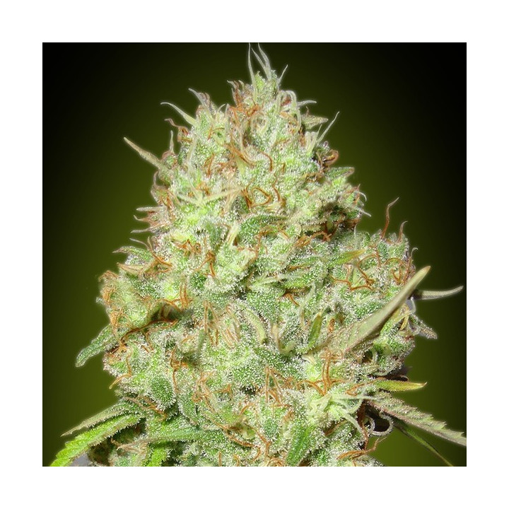 Shark Widow (Advanced Seeds)