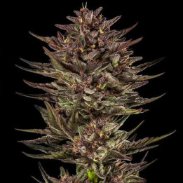 Barneys Farm Semillas de marihuana autoflorecientes Frosted Zinn x Cookie Dog Auto