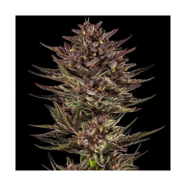 Barneys Farm Semillas de marihuana autoflorecientes Frosted Zinn x Cookie Dog Auto