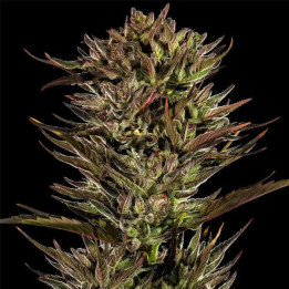 Barneys Farm Semillas de marihuana autoflorecientes Thin Mint x Sour Pinot Auto