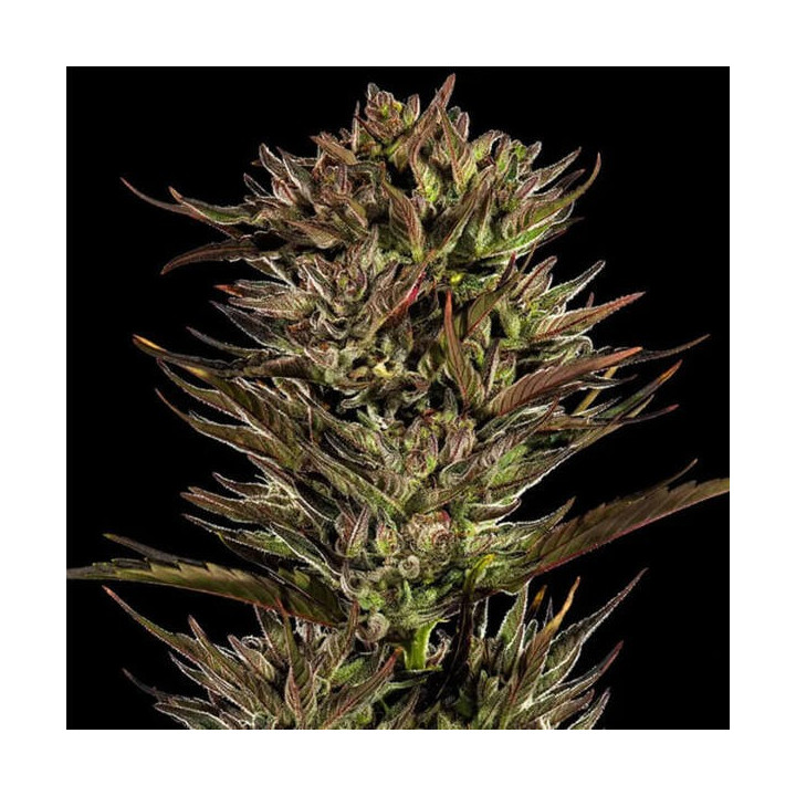 Barneys Farm Semillas de marihuana autoflorecientes Thin Mint x Sour Pinot Auto