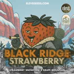 Elev8 Seeds Semillas de marihuana feminizadas Black Ridge Strawberry