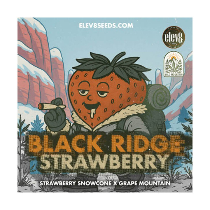 Elev8 Seeds Semillas de marihuana feminizadas Black Ridge Strawberry