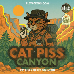 Elev8 Seeds Semillas de marihuana feminizadas Cat Piss Canyon