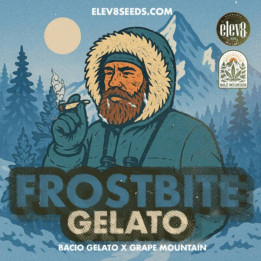 Elev8 Seeds Semillas de marihuana feminizadas Frostbite Gelato