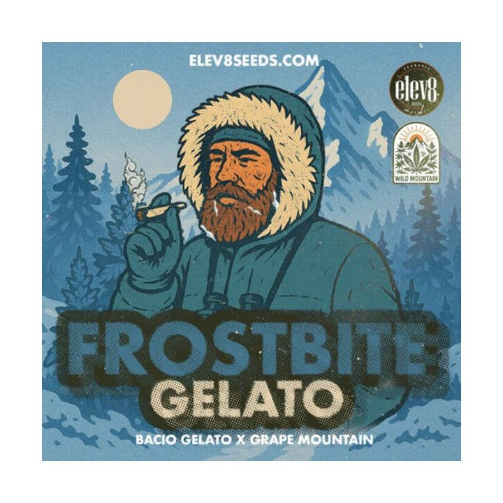 Elev8 Seeds Semillas de marihuana feminizadas Frostbite Gelato