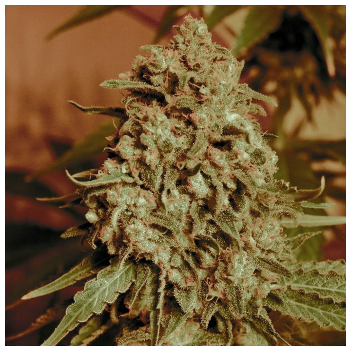 Somango Widow (Advanced Seeds)