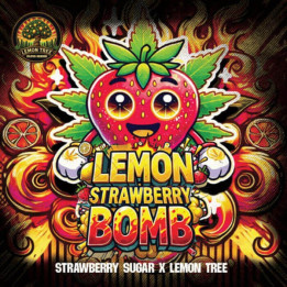 Elev8 Seeds Semillas de marihuana feminizadas Lemon Strawberry Bomb