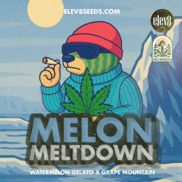 Elev8 Seeds Semillas de marihuana feminizadas Melon Meltdown