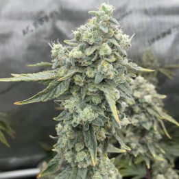 Elev8 Seeds Semillas de marihuana feminizadas Boof Boss
